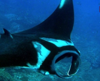Mantaraya bajo el mar